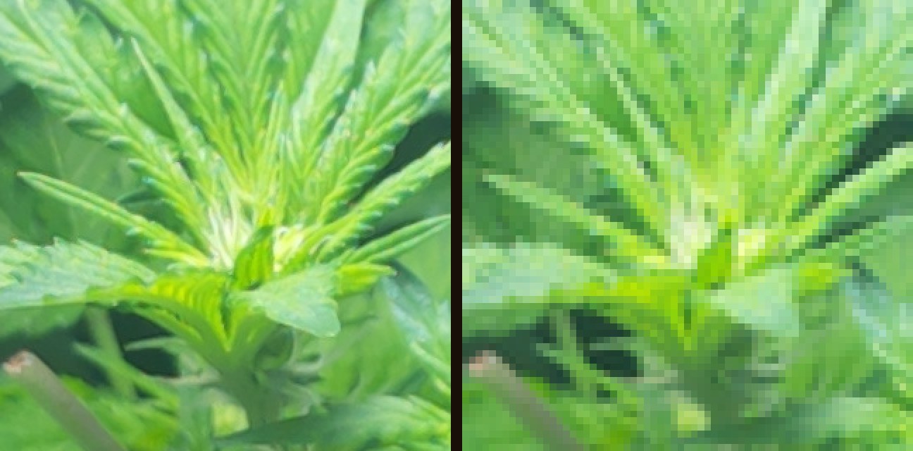 Two views of the same spot at the top of a cannabis plant. On the left, white pistils are visible as fine hairs at the centre of the new growth. On the right, the same spot is a grid of coarse blocks with a pale smudge where the pistils were.