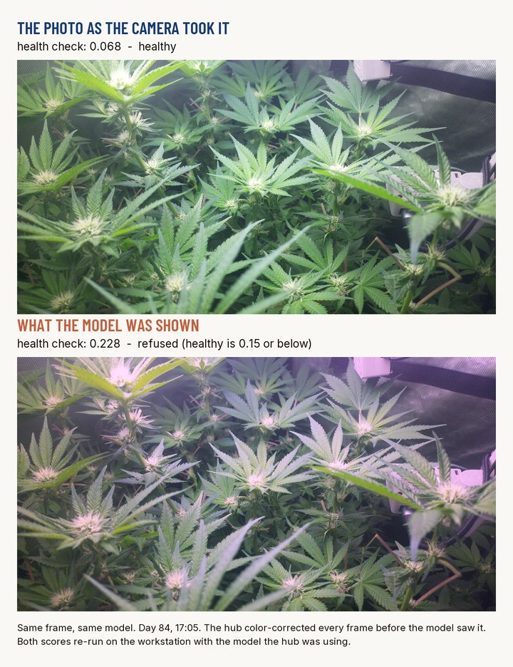 The same photo of a cannabis canopy shown twice. Top, as the camera took it, with a health check of 0.068, healthy. Bottom, after the hub's color correction, paler and washed toward pink, with a health check of 0.228, refused; healthy is 0.15 or below.