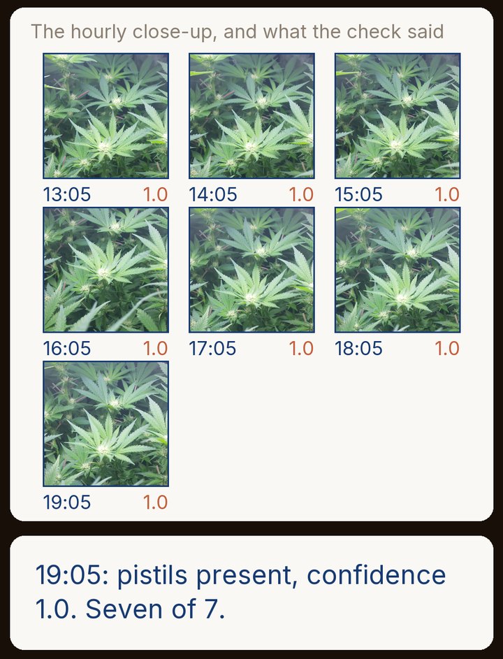 Seven small close-ups of the top of a cannabis plant, labelled hourly from 13:05 to 19:05, each with the score 1.0 beside it. Below them a line reads: 19:05, pistils present, confidence 1.0, seven of 7.