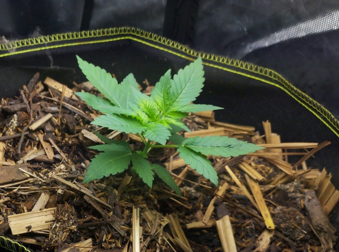 A young cannabis plant photographed from above in a fabric pot, all leaves an even green, the growing tip slightly paler but uniformly so.