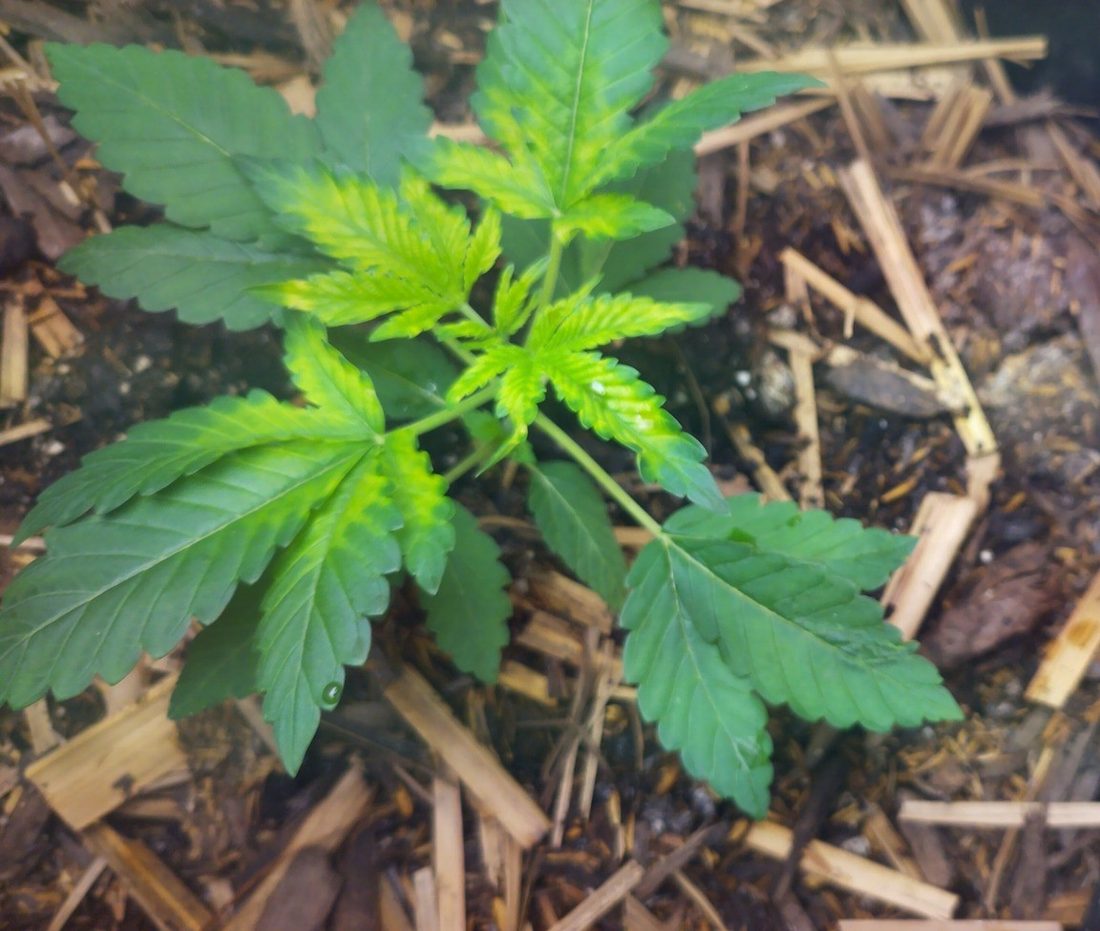 The same plant two days later: the newest leaves at the centre are yellow between the veins while the veins themselves stay dark green, and the older outer leaves remain deep green.