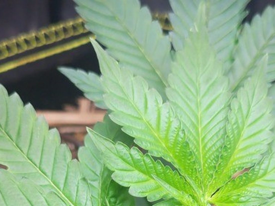 Close crop of the plant's growing tip on 8 August: the leaves are an even green across the whole blade, with the veins no longer standing out against the tissue between them.