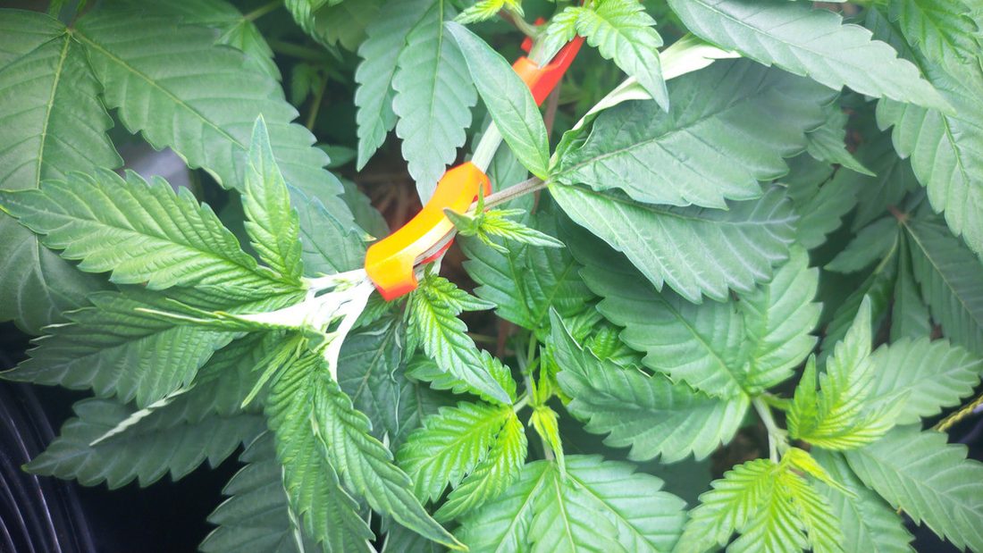 The same plant on 23 August, now a dense bush of deep green fan leaves with orange training clips holding branches down.