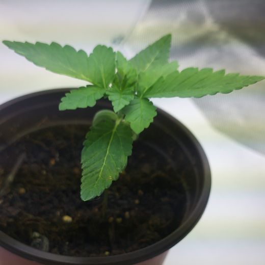 Day 13: a seedling with its first five-finger leaf in a small round nursery pot.