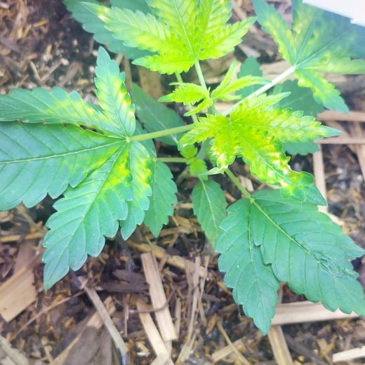 Day 24: a young plant in a fabric pot on mulch, the newest top growth noticeably paler than the rest.