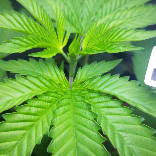 Day 38: a vigorous vegetative plant, broad even-green fans filling the frame, a sensor pod visible at the edge.