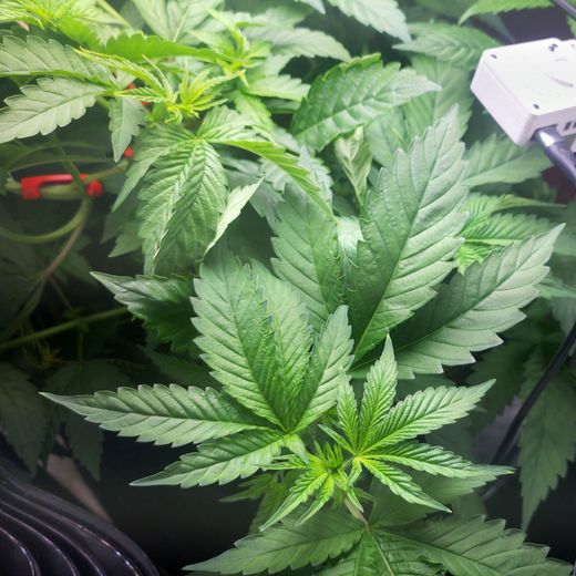 Day 52: the canopy stacked and dense, multiple tops, the camera arm and a pod clip in frame.