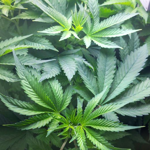 Day 59, the day the run advanced to flower: a full vegetative canopy filling the frame.