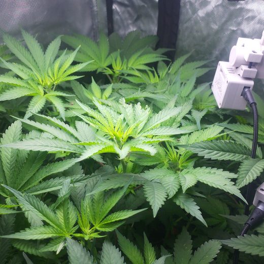 Day 73, second week of flower: dense fan leaves across the frame, a sensor pod on its arm at the right edge.