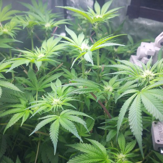 Day 80, the morning after a defoliation: open tops with white pistils at the bud sites.