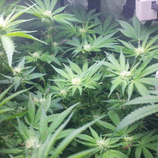 Day 84, fourth week of flower: a dozen bud sites with white pistils across the canopy, two sensor pods at the frame's edge.
