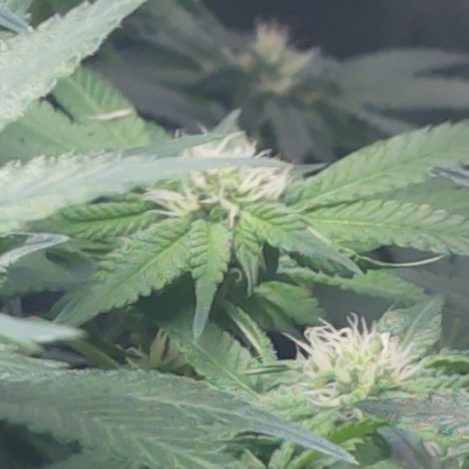 Day 93, fifth week of flower: the camera is now so close that one bud site with white pistils fills the middle of the frame, sugar leaves around it, a second bud site below.